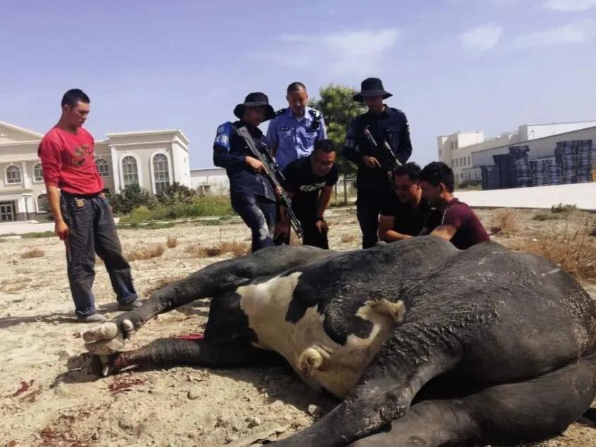 “牛魔王”受惊狂飙?快看兵团特警帅气伏魔!